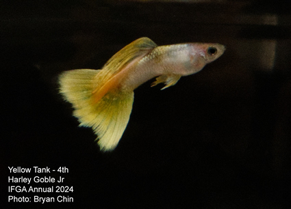 guppy yellow